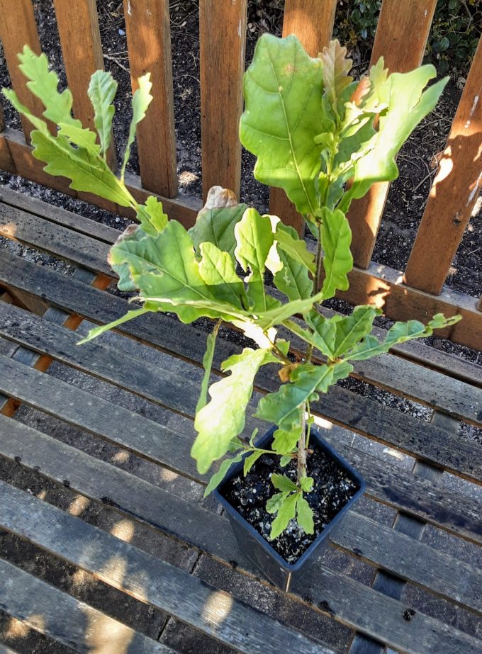 Quercus robur in Advanced Olive Pot – Trigg Plants