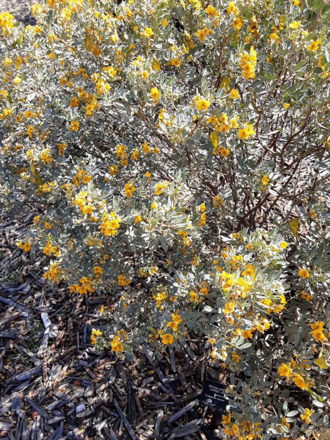 Senna artemisioides ssp oligophylla Australian native plant