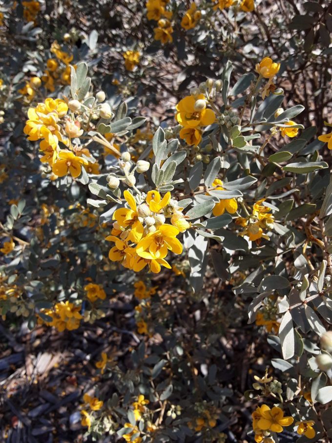 Senna artemisioides ssp oligophylla Australian native plant