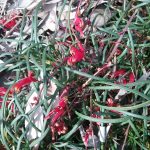 Grevillea nudiflora prostrate form Australian native plant