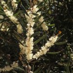 Hakea falcata Australian native plant