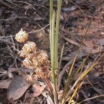  Lomandra multiflora subspecies dura Australian native plant