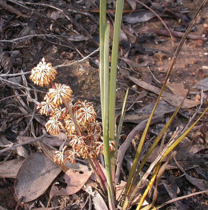  Lomandra multiflora subspecies dura Australian native plant