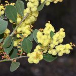 Acacia celastrifolia Australian native plant