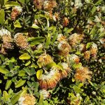 Diplolaena ferruginea Australian native plant