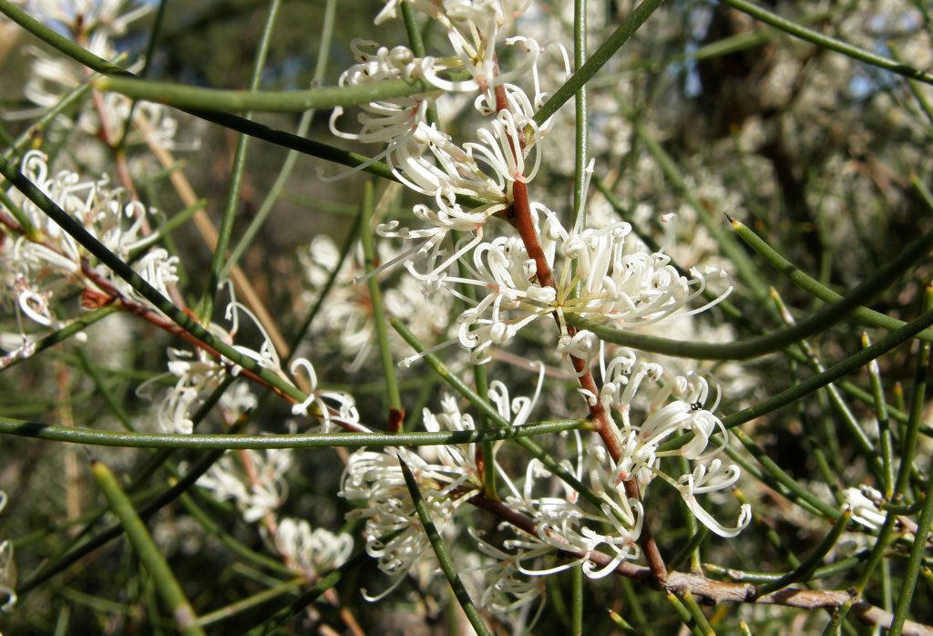 Hakea rostrata Australian native plant