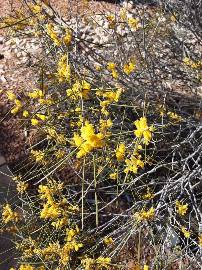 Acacia burkittii Australian native plant