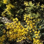 Acacia cardiophylla Australian native plant