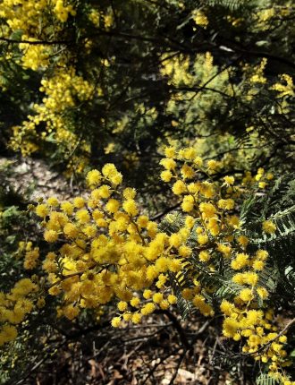 Acacia cardiophylla Australian native plant