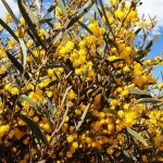 Acacia hemiteles Australian native plant