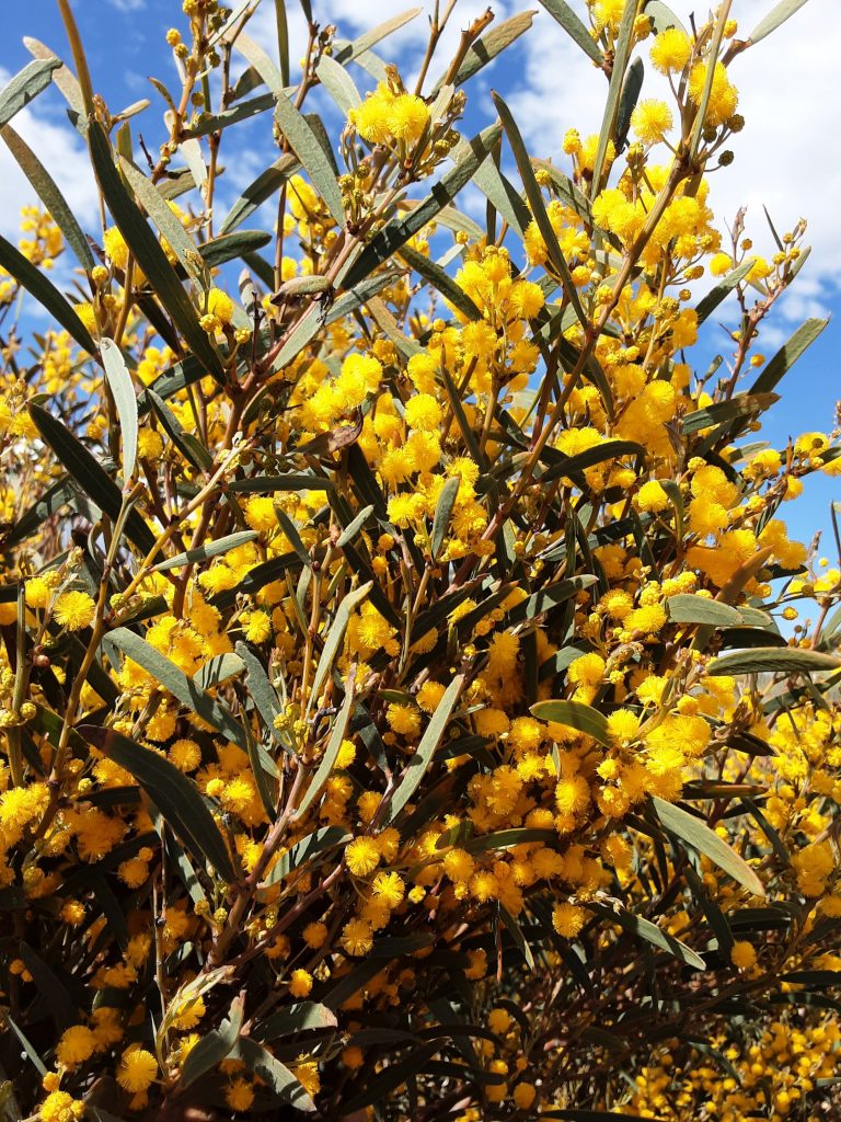 Acacia hemiteles Australian native plant