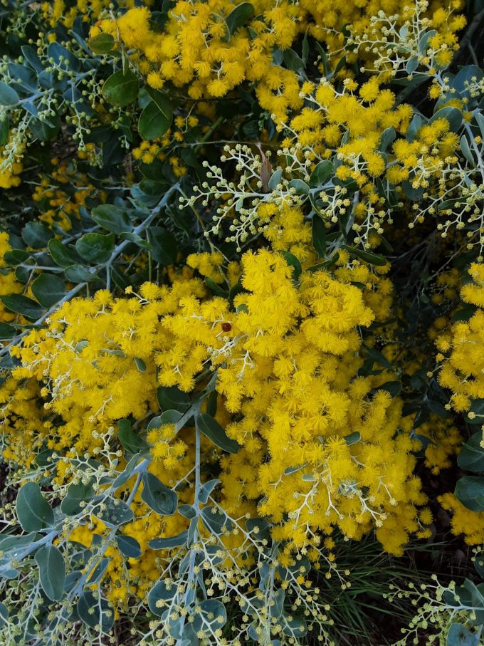 Acacia podalyriifolia Australian native plant
