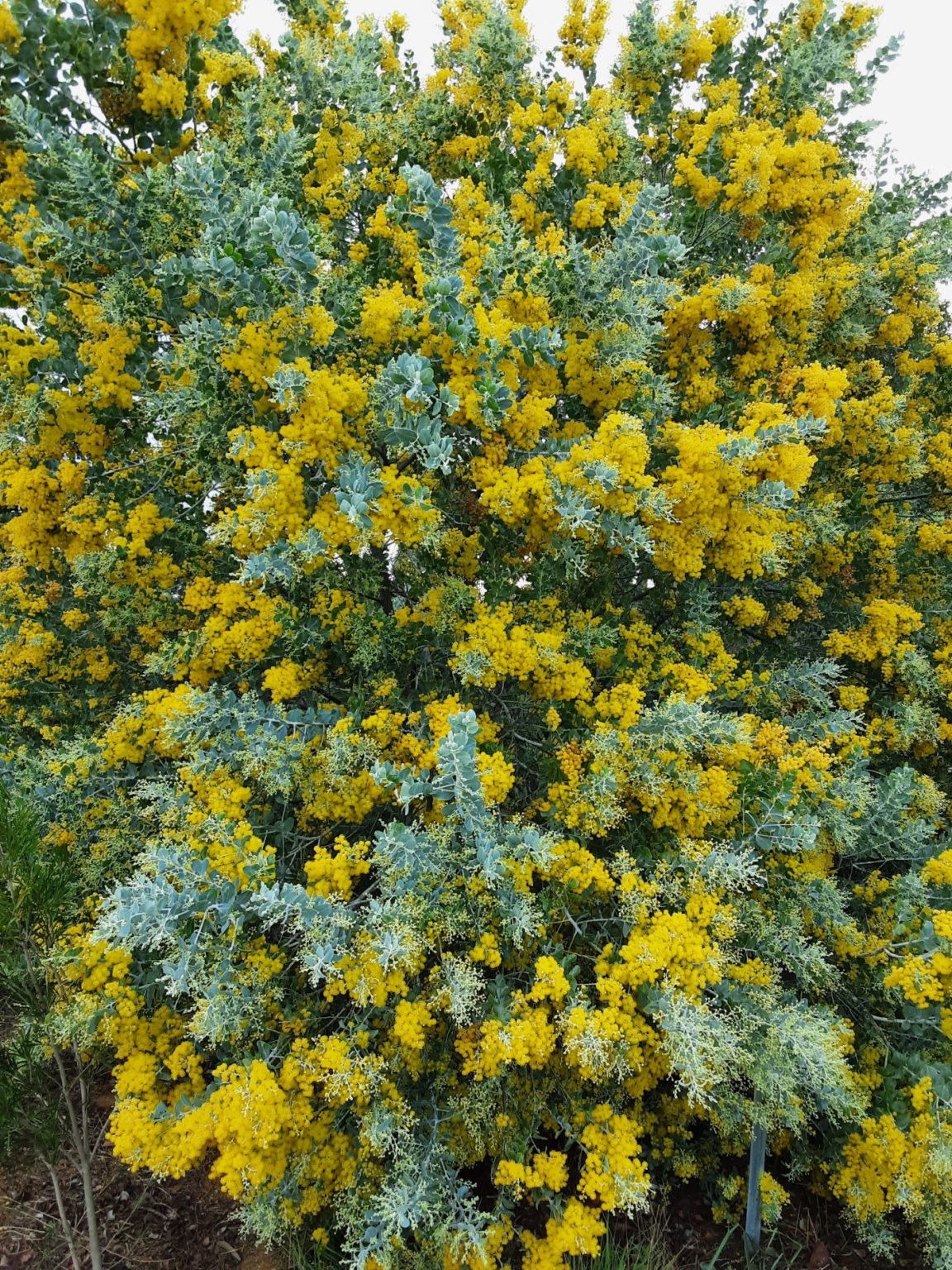 Acacia podalyriifolia seed 30 seeds – Trigg Plants