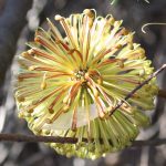 Banksia laricina Australian native plant