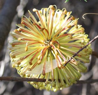 Banksia laricina Australian native plant