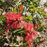 Callistemon Red Devil Australian native plant