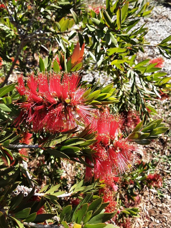 Callistemon Red Devil Australian native plant