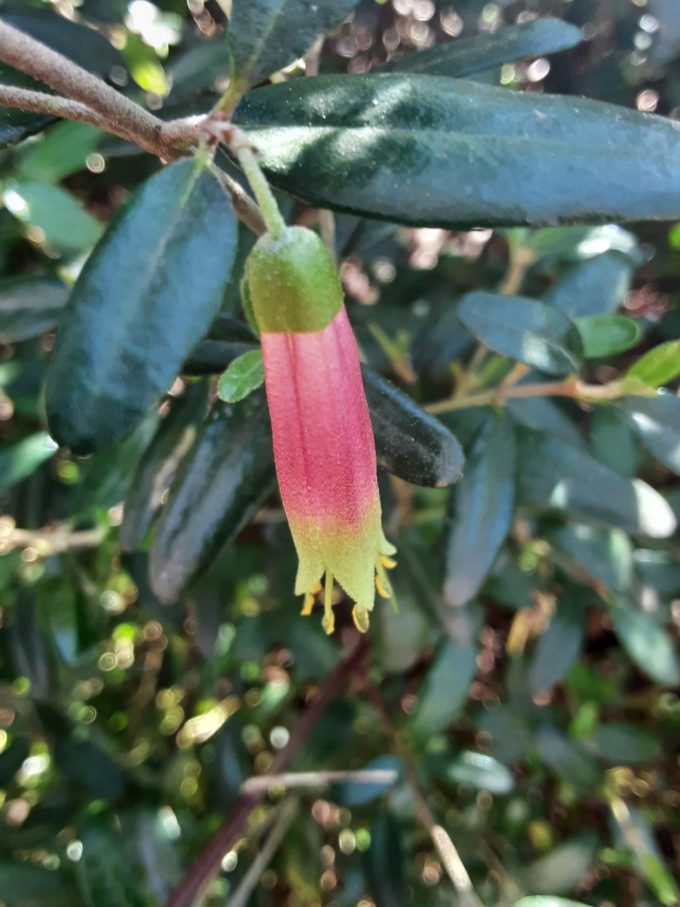 Correa glabra var. turnbullii Australian native plant