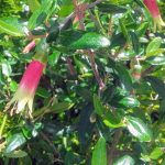 Correa glabra x decumbens Australian native plant
