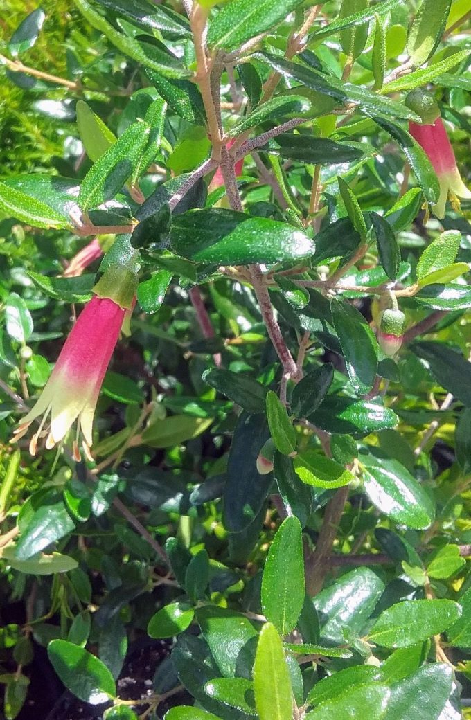 Correa glabra x decumbens Australian native plant