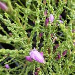 Eremophila gibbifolia Australian native plant