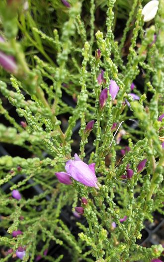 Eremophila gibbifolia in 50mm Forestry Tube