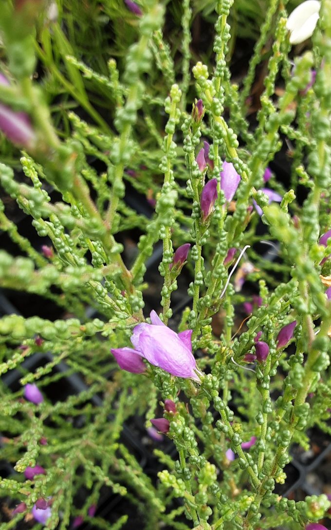 Eremophila gibbifolia Australian native plant