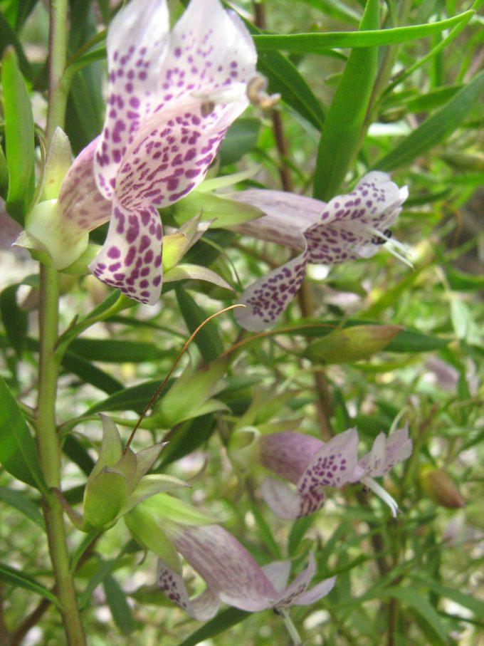 Eremophila viscida x maculata Walpy Glen Australian native plant