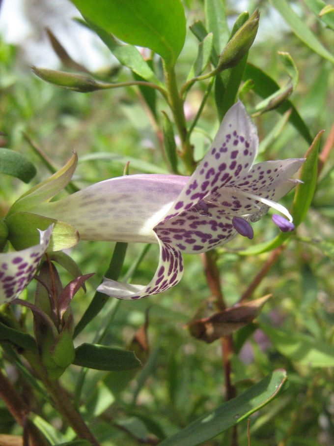 Eremophila viscida x maculata Walpy Glen Australian native plant