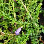 Eremophila parvifolia ssp parvifolia Australian native plant
