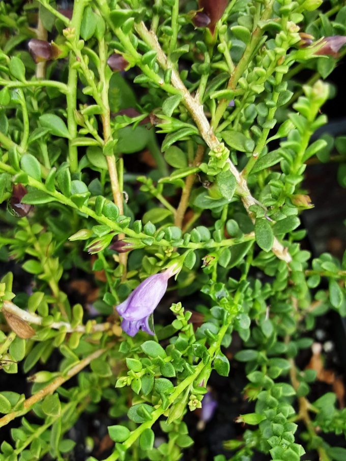 Eremophila parvifolia ssp parvifolia Australian native plant