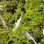 Eremophila veneta Australian native plant