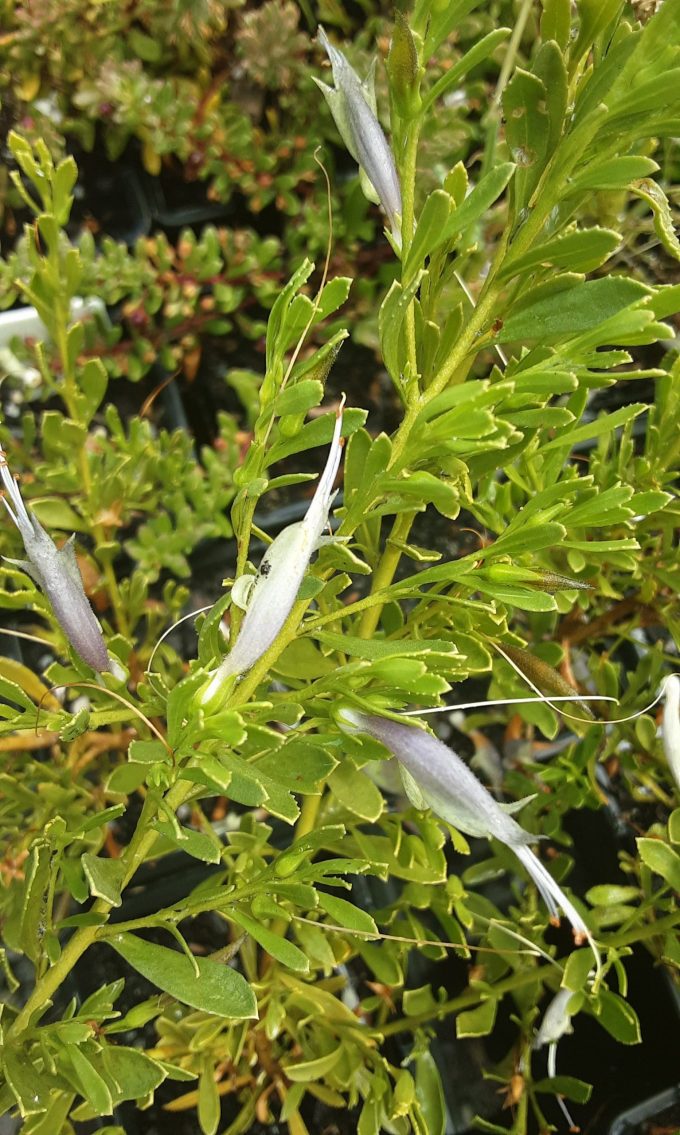 Eremophila veneta Australian native plant