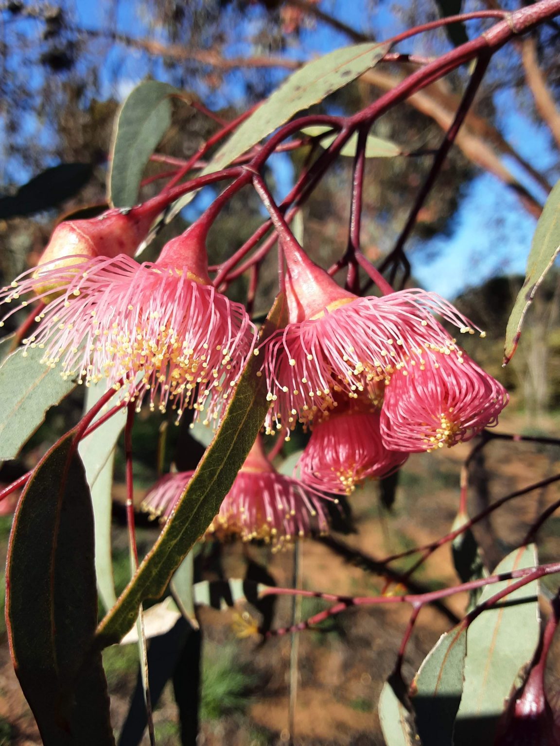 Eucalyptus caesia ssp caesia in 50mm Forestry Tube – Trigg Plants