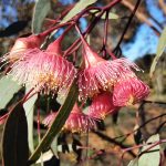 Eucalyptus caesia ssp caesia Australian native plant
