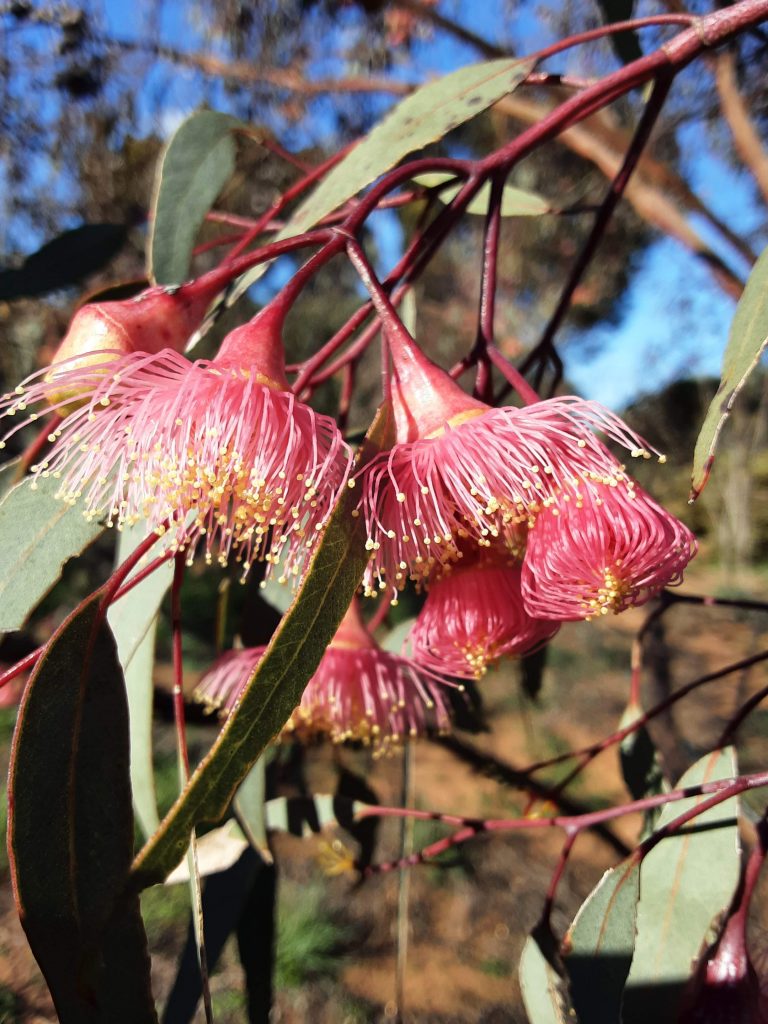 Eucalyptus caesia ssp caesia Australian native plant