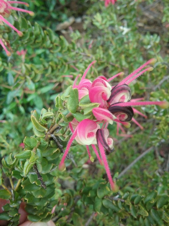 Grevillea baueri Australian native plant