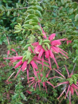 Grevillea baueri Australian native plant
