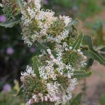 Hakea amplexicaulis Australian native plant