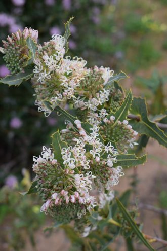 Hakea amplexicaulis Australian native plant