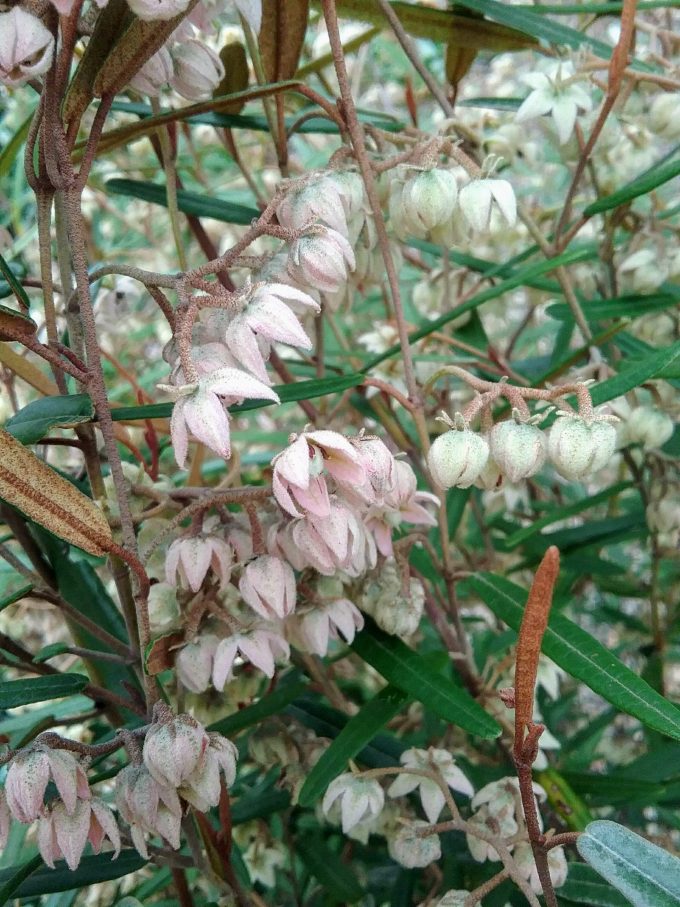 Lasiopetalum baueri Australian native plant