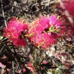 Melaleuca fulgens Hot Pink Australian native plant