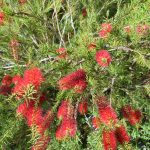 Callistemon Summer Days Australian native plant
