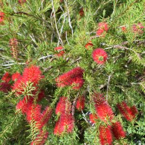 Callistemon – Trigg Plants