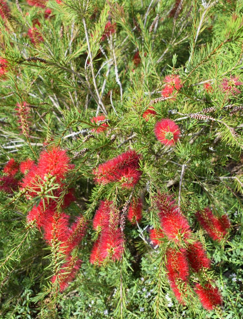 Callistemon Summer Days in 50mm Forestry Tube – Trigg Plants