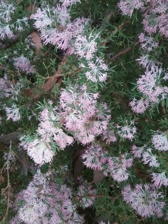 Hakea lissocarpha Australian native plant