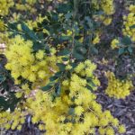 Acacia brachybotrya Australian native plant