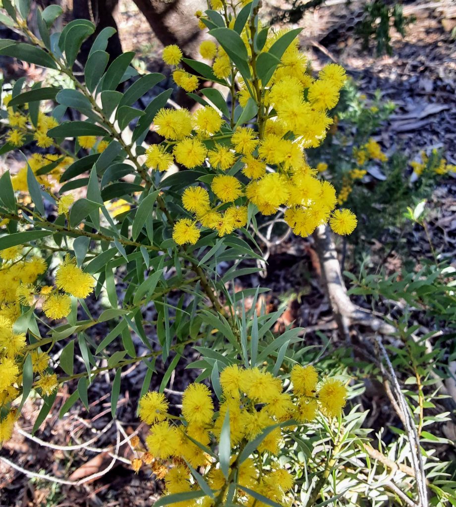 Acacia semilunata Australian native plant