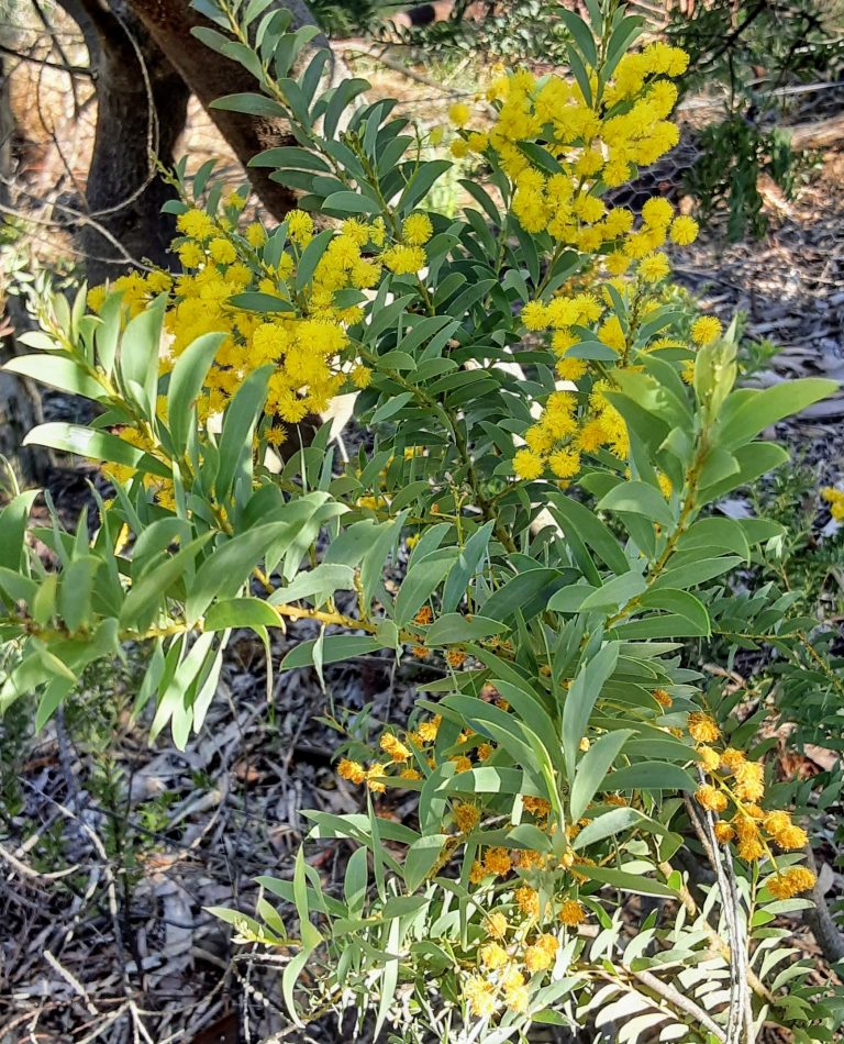 Native Plants – Trigg Plants