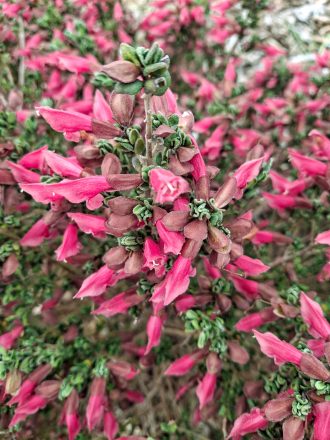 Prostanthera calycina Australian native plant